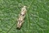 Dystebenna stephensi